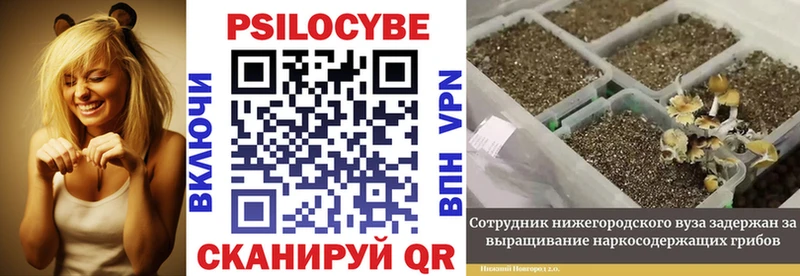 Купить  Верхоянск  Галлюциногенные грибы Cubensis 